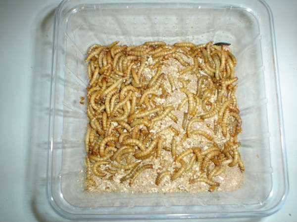 Mehlwürmer groß ca. 500 g